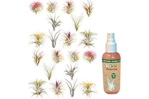 vdvelde.com - Ecoworld Luftpflanzen Echt 20 Stück + Tillandsia Spray für kräftige und intensiver gefärbte Pflanze - 2x10 Verschiedene Arten, pflegeleicht, benötigen wenig Wasser - Tillandsien Pflanzen