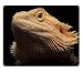 Produktbild Bartagame reptilienmotiv Bartagame "Eidechse Haustiere Tiere Maus Pads Made, um, um Unterstützung bereit 9 7/20,3 cm (250 mm) X 7 7/20,3 cm (Verlaufsfilter) X 1/40,6 cm (2 mm) Hohe Qualität Umweltfreundlich Reinigungstuch mit Neopren Gummi luxlady Maus Pad Desktop Mousepad Laptop Mousepads bequem Computer Maus Matte niedlichen Gaming Maus Pad