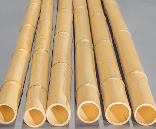 Bambusstange Moso 100cm gelb Durch. 6,8 bis 8cm, gebleicht - Bambusrohre, Rohre aus Bambus, Bambus Rohre Bambusrohr --> großes Sortiment an Sichtschutz, Bambus, Schilf und Naturprodukte für Garten