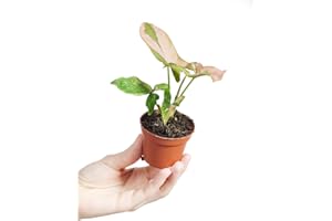 PLNTS - Baby Syngonium Syngonium Pink Splash - Zimmerpflanzen, Pflanzen Echt, Nachhaltige Verpackung - 6cm Topf - Höhe 15cm - Direkt von der Gärtnerei