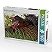 Produktbild Huhn sonnt sich im Gras 1000 Teile Puzzle quer (CALVENDO Tiere)