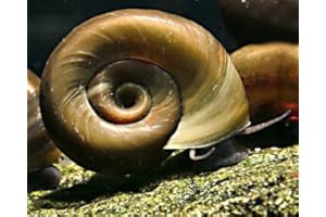 GARNELIO TIERE Garnelio - 5x Teich Posthornschnecke - Planorbella duryi duryi