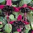 Fuchsia Upright Bush Blacky/Blackie Summer Plug Plants Pack x6