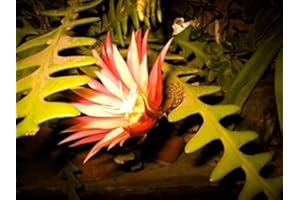 SVI 10 Rare Zig Zag Cactus Seeds Fishbone Succulent Epiphyllum Anguliger Hanging