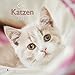 Katzen 2019 - Katzenkalender, Tierkalender, Broschürenkalender - 30 x 30 cm by 