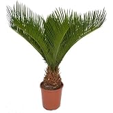 Sag&uacute; Palm (Cycas Revoluta) Natural Outdoor Palm Tree