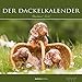 Der Dackelkalender 2017 - Tekkel - Dachshund - Bildkalender (33 x 33) - Tierkalender by 