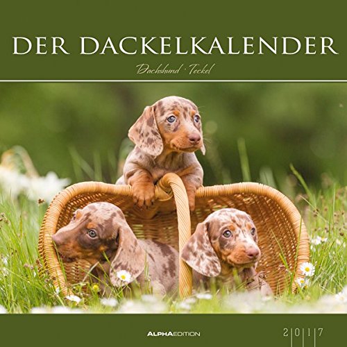 Der Dackelkalender 2017 - Tekkel - Dachshund - Bildkalender (33 x 33) - Tierkalender