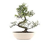 The Bonsai Plants Carmona Bonsai Live Plant - Perfect Gift And Home Decor