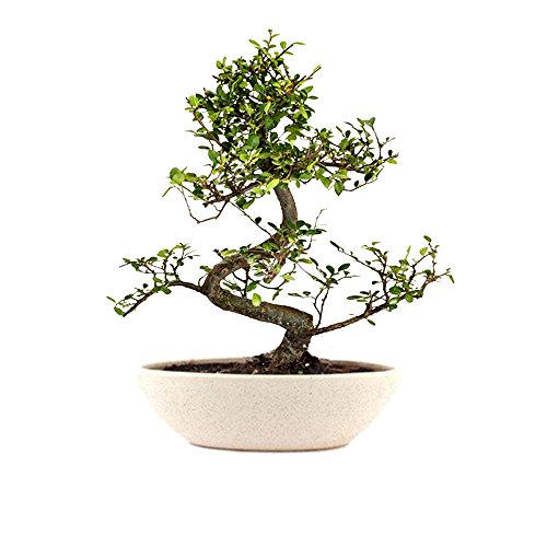 The Bonsai Plants Carmona Bonsai Live Plant - Perfect Gift And Home Decor
