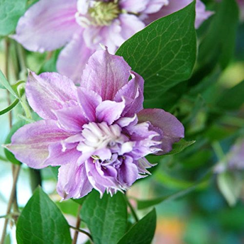 50pcs mischte Farben Clematis Florida Seeds Garten, krautige Kletterpflanze Pflanze - 2