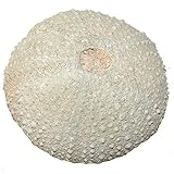 Seeigel Hemicidaris intermedia versteinert - Fossil aus Maroko