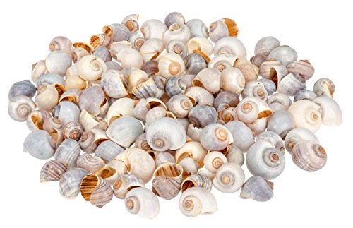 NaDeco® Pila globosa ca. 2-4cm 0,5 kg | Policinus Schnecke | Apfelschnecke | Deko Schneckenhaus | Deko Schnecke