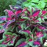 Crece en todo tipo de climas. ScoutSeed ONE GRAM: PERILLA VERDE-ROJO PLANTAS ORNAMENTALES SEMILLAS FRESCAS APROX. 400 SEMILLAS POR GRAMO
