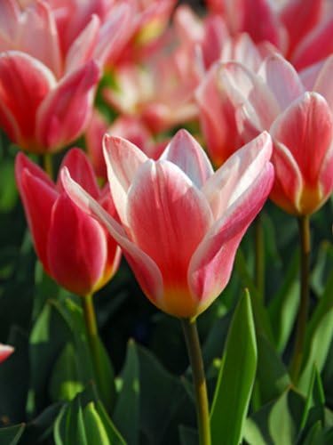 Heart's Delight Tulip Bulbs - 25 Bulbs