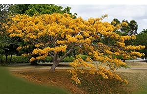 SVI Jaune royal Ponciana Flamboyant Delonix Regia 20 graines