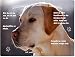 Produktbild Merchandise for Fans Blechschild/Warnschild/Türschild - Aluminium - 30x20cm - - Willkommen in Meinem Zuhause - Motiv: Golden Retriever/Labrador Porträt- 06