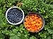 Produktbild Poster-Bild 110 x 80 cm: "Moltebeere, Heidelbeere, Rubus chamaemorus", Bild auf Poster