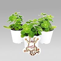 Exotenherz - Coleus canin - Verpiss-Dich - Pflanze - 3 Pflanzen