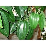 Aiden Gardens Rare Live Cinnamon Plant Cinnamomum Cassia Spice Plant 2 Live Plants