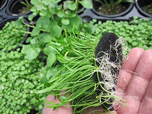 Premium-Unterwasserpflanzen-Mix – 15 Stück – zur Fadenalgenbekämpfung im Teich- inkl. drei Bund Stängelpflanzen und einem Bund Japanischen Wasserpfeffer je nach Verfügbarkeit - 5