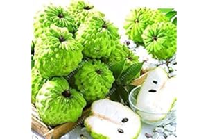 Potseed Graines: Germination 10pcs / Sac graviola annone muricata Graines Exotiques Graines de Fruits tropicaux
