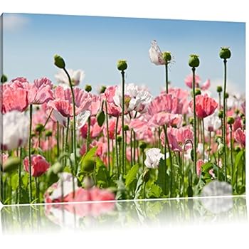 mohnblumen bilder auf leinwand