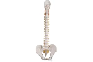 3B Scientific® Modèle de Colonne Vertébrale Flexible – Colonne Vertébrale Grandeur Nature avec Hernie Discale, Nerfs/Artère Spinaux, Bassin + Accès à l’App 3B Smart Anatomy