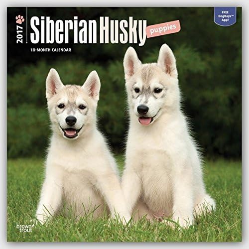 SIBERIAN HUSKY PUPPIES 2017 UK SQUARE WALL CALENDAR BRAND NEW & FACTORY SEALED BY BROWN TROUT