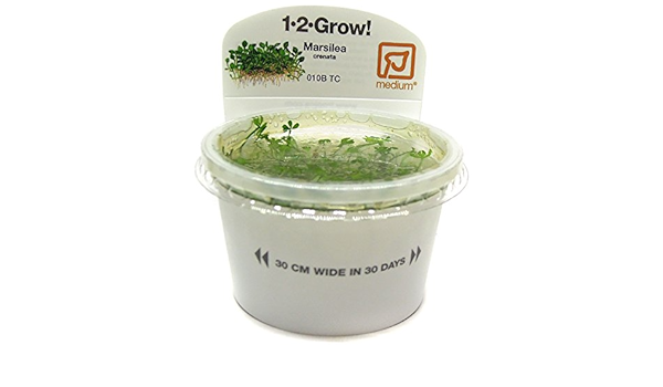 Tropica 1 2 Grow Marsilea Crenata Plantes D Aquarium Amazon Fr Jardin