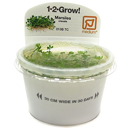 Tropica Marsilea Crenata 1  2-grow Tissue Culture in vitro planta para Acuario Camarón Safe & Caracol libre