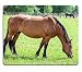Produktbild Mauspad Gaming Mouse Pad Naturkautschuk Mauspad Maronen Pferd grasen auf der Wiese In voller Länge anzeigen M0A02261