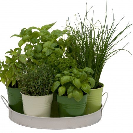 Plateau 7 herbes aromatiques