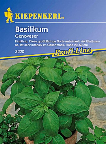 Basilikum Grosses grünes Genoveser breitblättrig einjährig