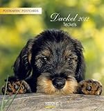 Dackel, Teckels 2012 Postkartenkalender by