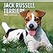 Jack Russell Terriers 2018 - 18-Monatskalender mit freier DogDays-App: Original BrownTrout-Kalender [Mehrsprachig] [Kalender] (Wall-Kalender) by 