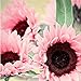 Produktbild Lamdoo liebenswert Blume duftenden duftenden Blüten Garten Yard Sonnenblumenkerne (Pink)