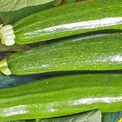 Preisvergleich Produktbild seedsown 1 Unze Dark Green Zucchini Sommer-Kürbis-Samen