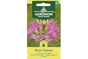 AGRONOM TESTED IN THE GARDEN AGRONOM | FLOR ARAÑA ROSA REINA | semillas de flores | Planta anual | Sin complicaciones en la crianza | semillas de rosas | Planta muy bonita | Inflorescencia llamativa | 1 paquete