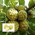 TENDER LEAVES Live Sugar apple plant, Rare Custard apple live fruit tree (Plant), Sharifa Live fruit Plant 1 healthy plant in grow-bag.