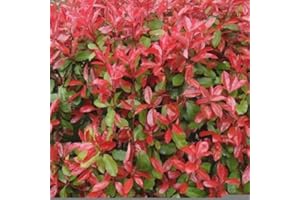 SCOT PLANTS DIRECT 5 x Photinia Red Robin 20-30cm in 9cm pot (a279)