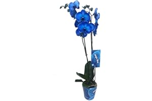 GARDEN CENTER SHOP BY VM ORCHIDÉE BLEU PHALAENOPSIS ROYAL BLUE | Pot de 12 cm | Hauteur 75 cm | Plante vivante d'intérieur | Fleur élégante et durable | Idéal pour décoration ou cadeau