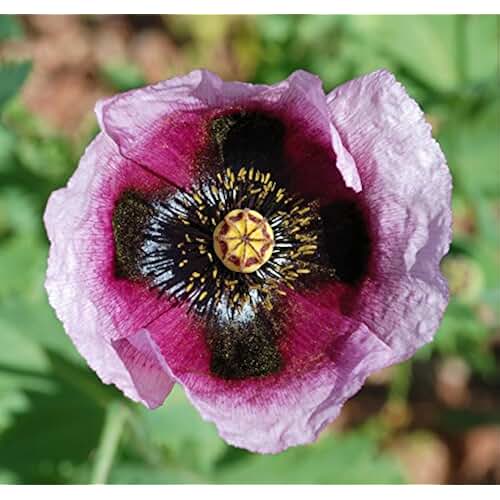 Amazon.co.uk poppy plants for sale