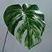 Produktbild Philodendron Baumfreund Blatt Wedel Kunstpflanze künstliche Blumen 56 cm