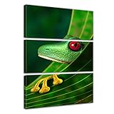 Bilderdepot24 Cuadros en Lienzo Rana - 80 x 120 cm 3 Piezas - Listo tensa, Directamente Desde...