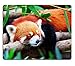 Produktbild Mousepads Red panda firefox sleeping on the tree IMAGE 21893327 by MSD Mat Customized Desktop Laptop Gaming Mouse Pad by Sugee