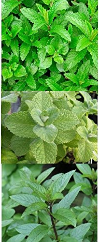 3 Arten - Apfelminze + Grüne Minze + Echte Pfefferminze - 750 Samen