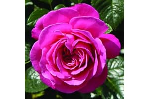 YouGarden Rose 'Mum You are One in a Million' Established Plant in a 4 Litre Pot, Ready to Plant
