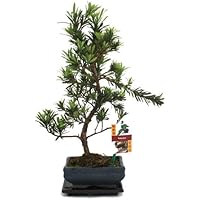 Amazon.de | Bonsai