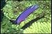 Produktbild 209098 Blackcap Basslet A4 Photo Poster Print 10x8